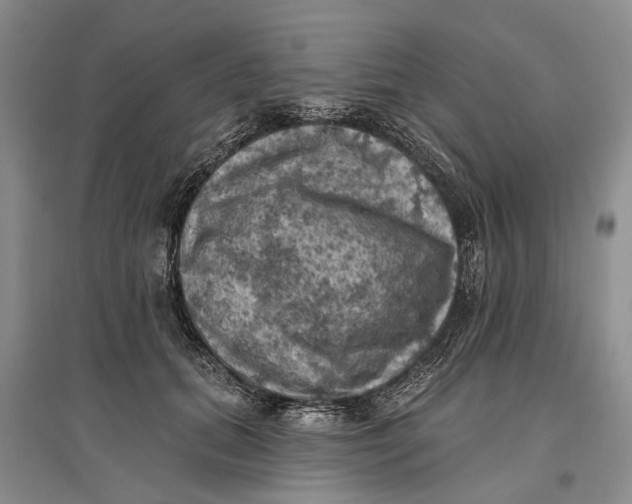 X0000096680655200802261517