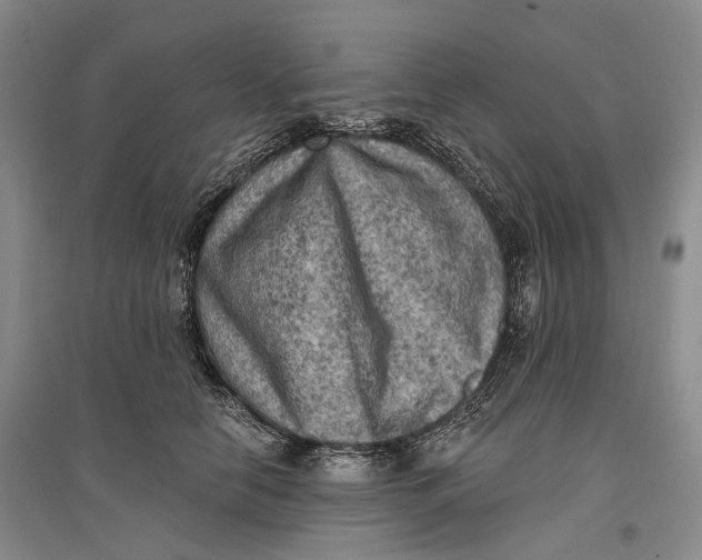 X0000096680658200802261517