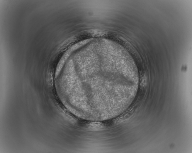 X0000096680666200802261517