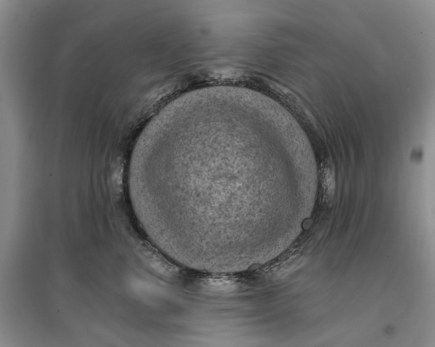 X0000096680668200802261517