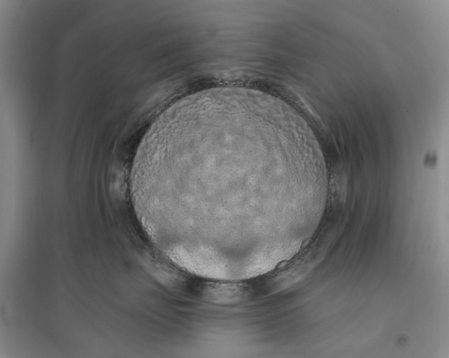 X0000096680671200802261517