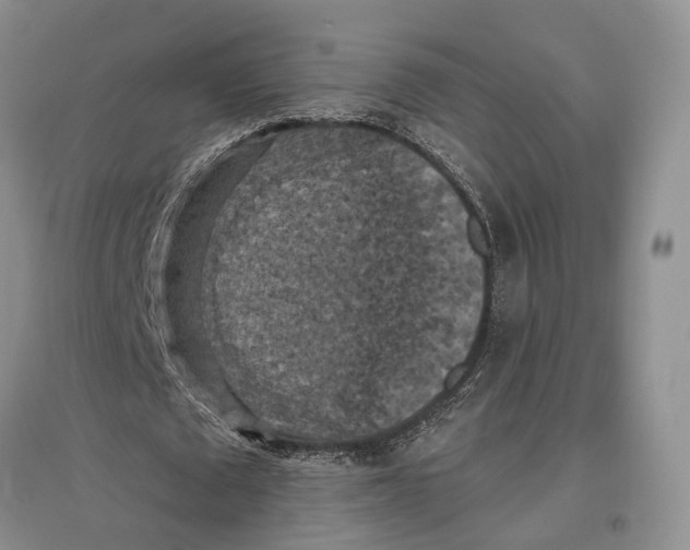 X0000096680673200802261517