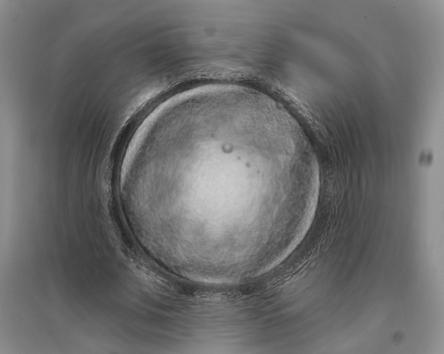 X0000096680679200802261516