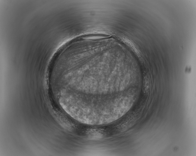 X0000096680680200802261516