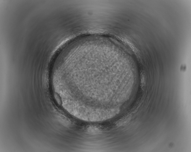 X0000096680684200802261516