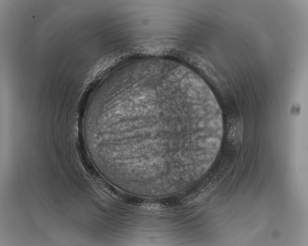 X0000096680685200802261516