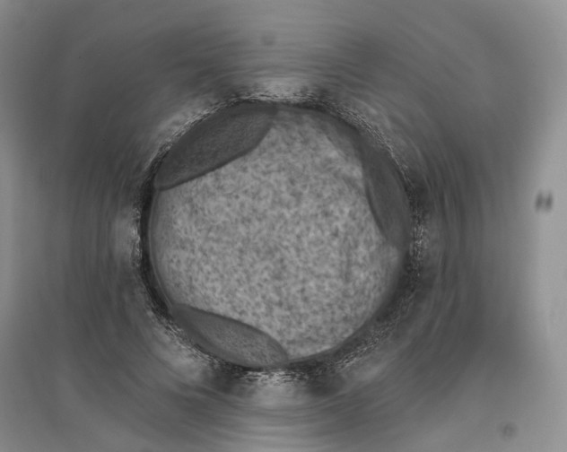 X0000096680688200802261516