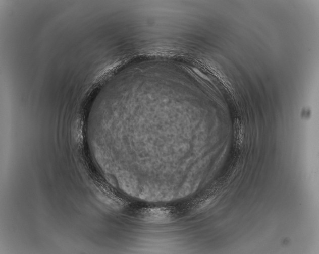 X0000096680692200802261516