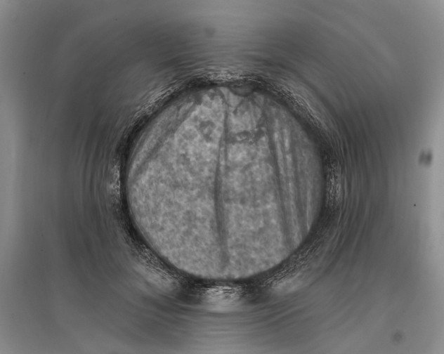 X0000096680700200802261516