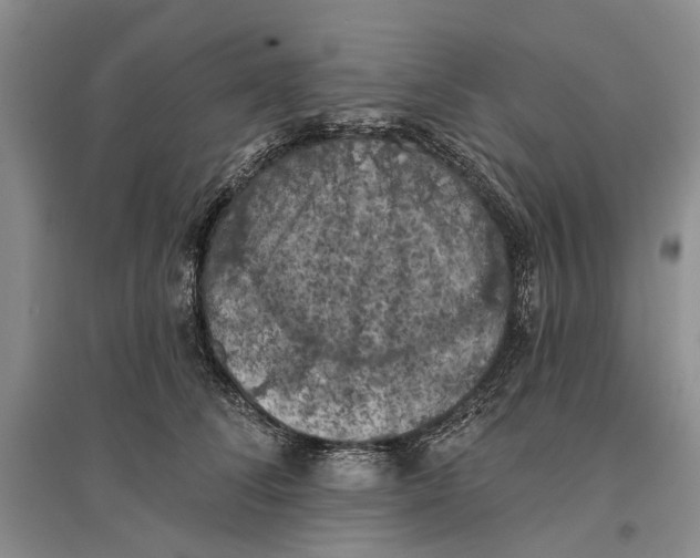 X0000096680708200802261516