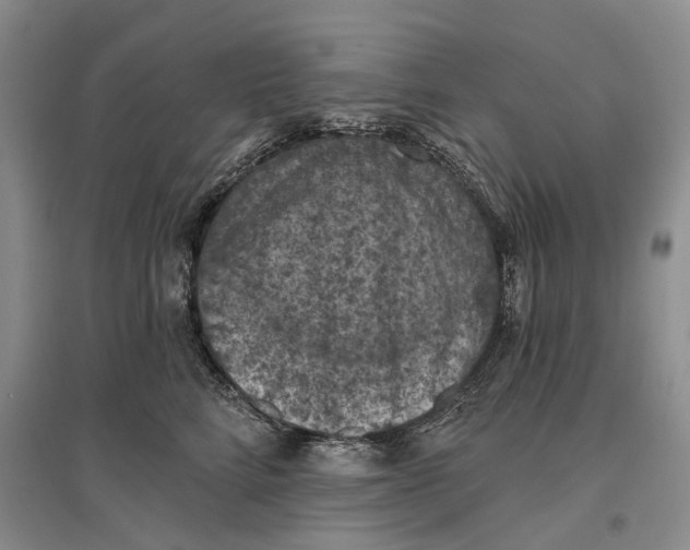 X0000096680712200802261516