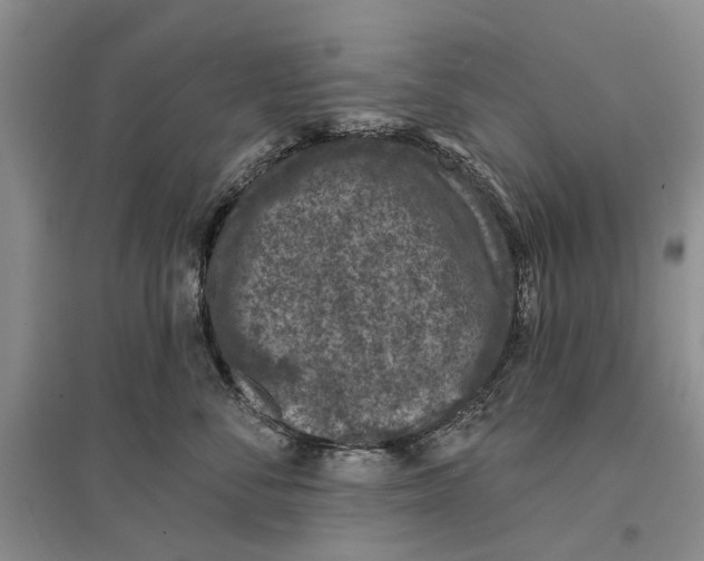 X0000096680716200802261516