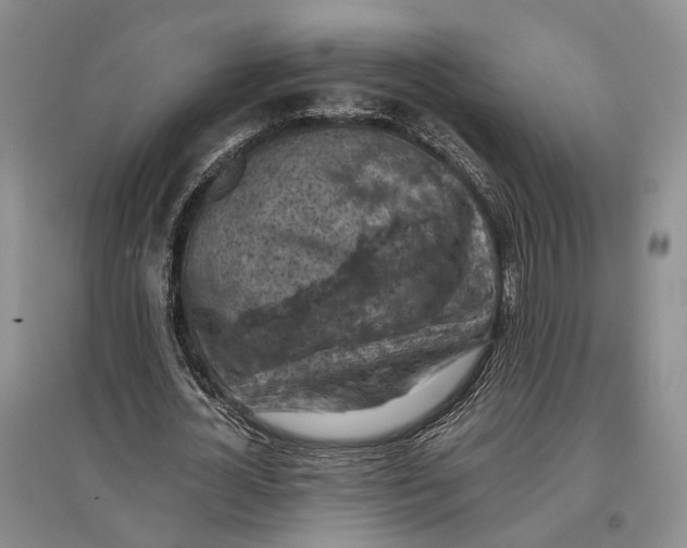 X0000096680724200802261515