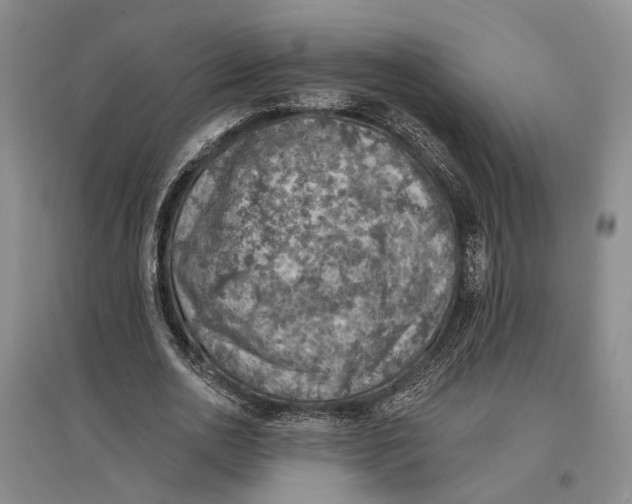 X0000096680726200802261515