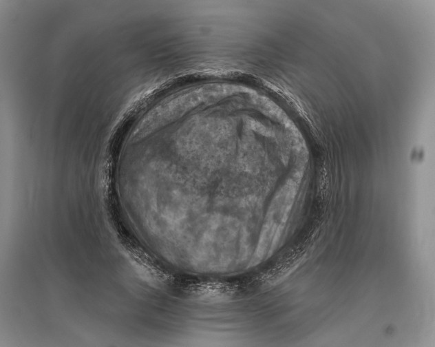 X0000096680736200802261515