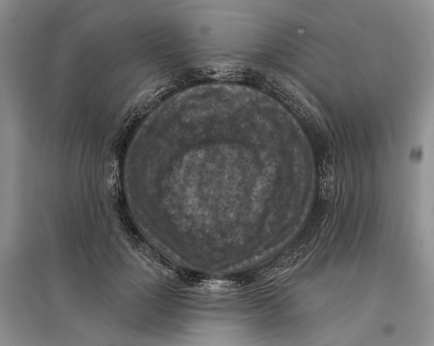 X0000096680748200802261515