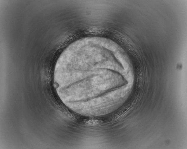 X0000096680751200802261516