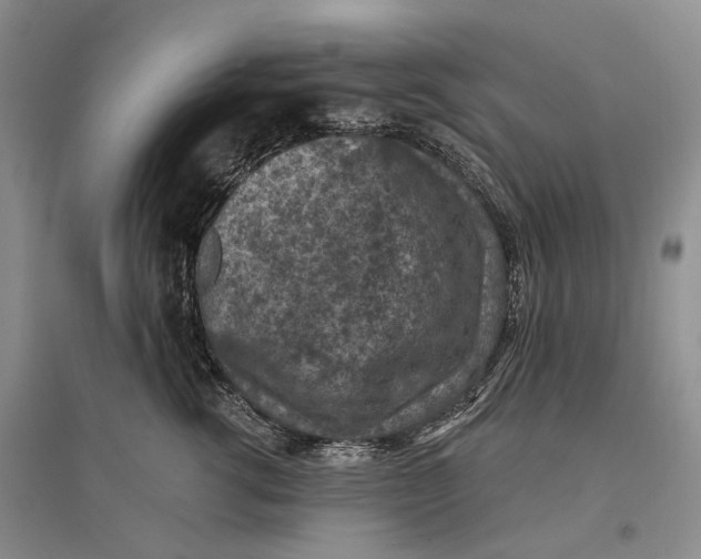 X0000096680762200802261516