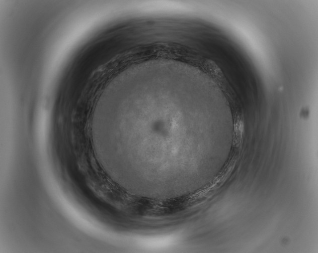 X0000096680765200802261516