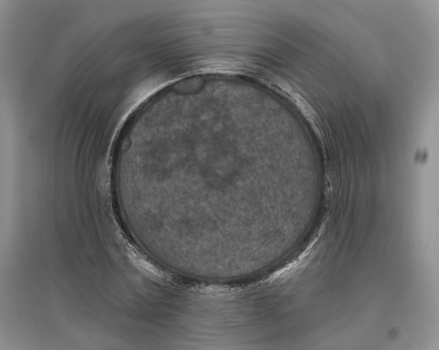 X0000096680779200802261515