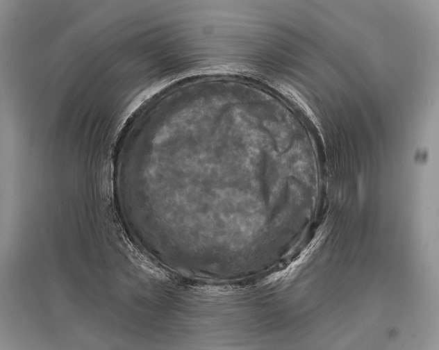 X0000096680781200802261515