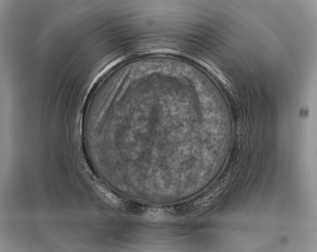 X0000096680790200802261515