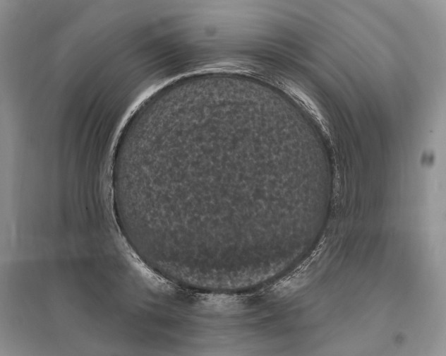 X0000096680800200802261515