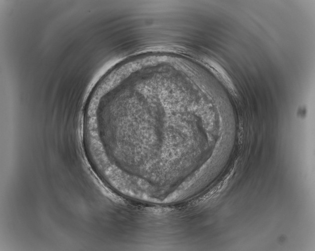 X0000096680804200802261515