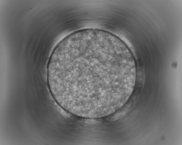 X0000096680807200802261515