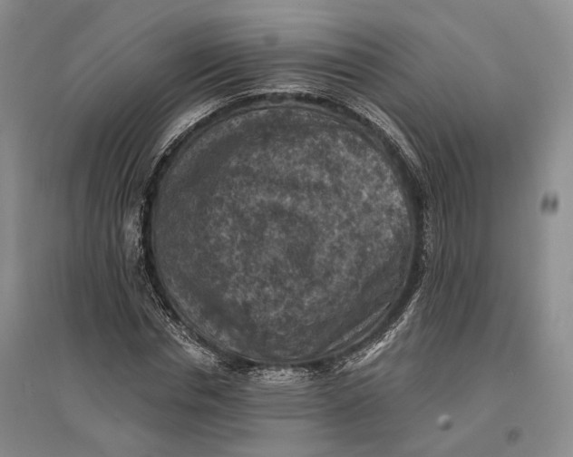 X0000096680826200802261514