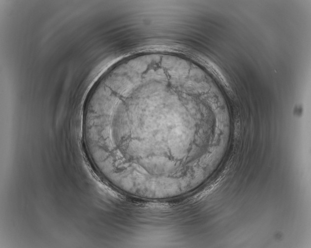 X0000096680844200802261514