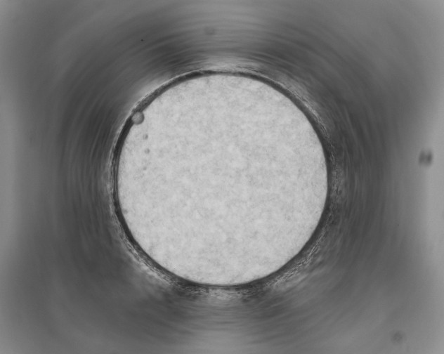 X0000096680848200802261514