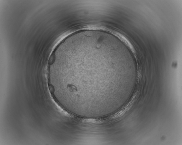 X0000096680855200802261514