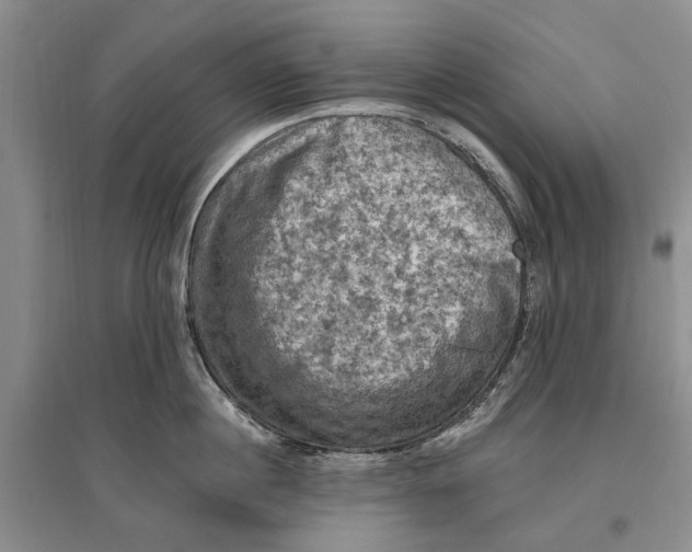 X0000096680860200802261514