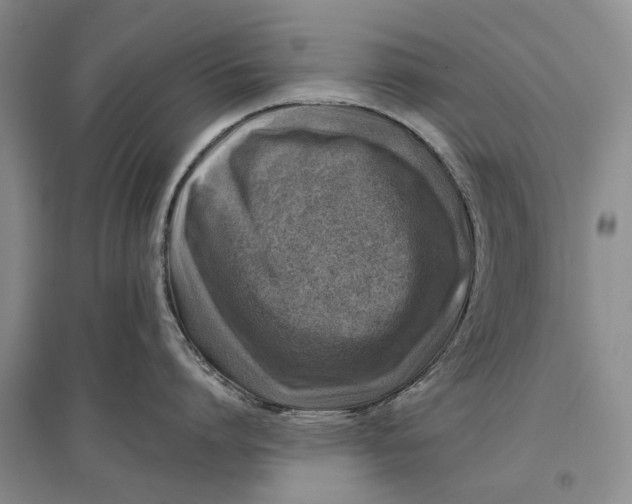 X0000096680864200802261514