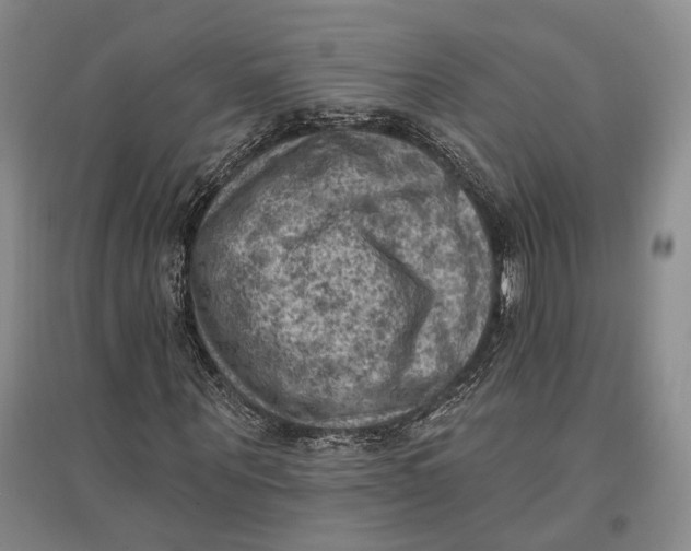 X0000096680867200802261514