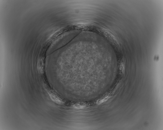 X0000096680868200802261514