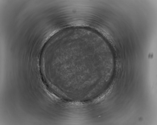 X0000096680881200802261513