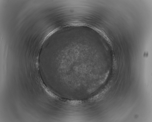 X0000096680889200802261513