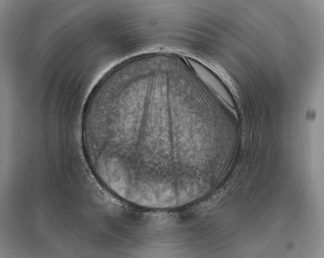 X0000096680896200802261513