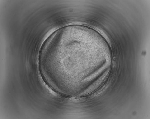 X0000096680906200802261513