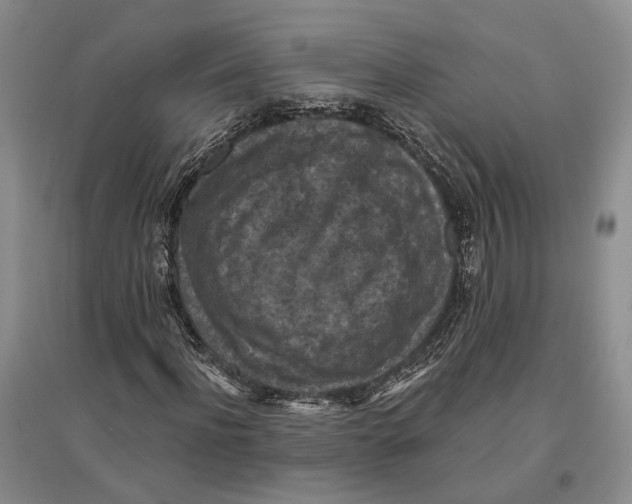 X0000096680916200802261512