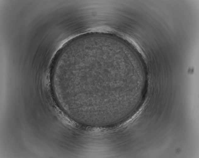 X0000096680923200802261512