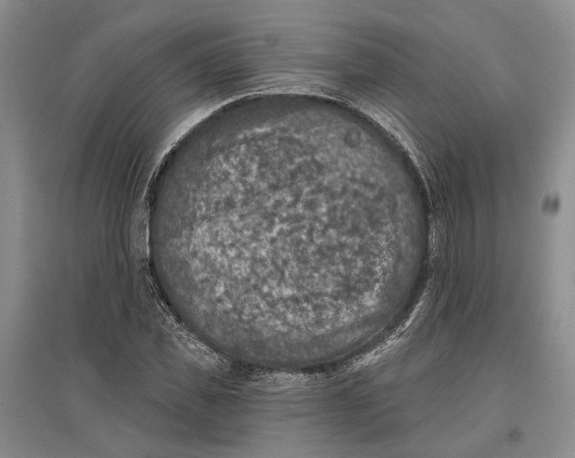 X0000096680925200802261512