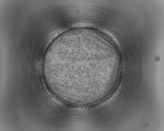 X0000096680937200802261513