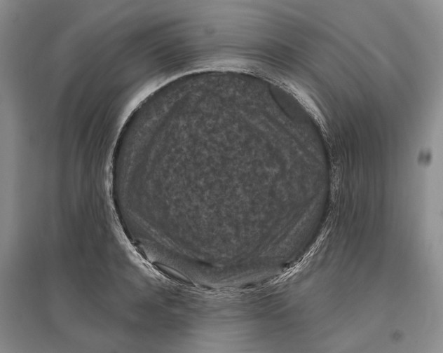 X0000096680944200802261513