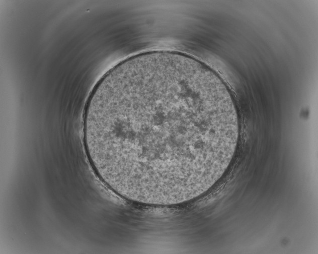 X0000096680950200802261513