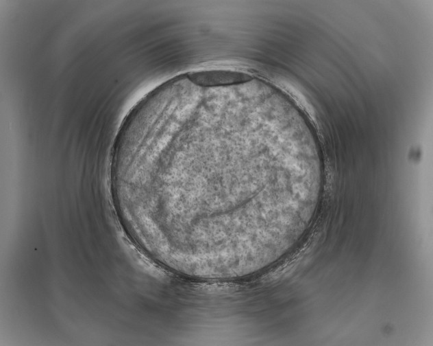 X0000096680952200802261513