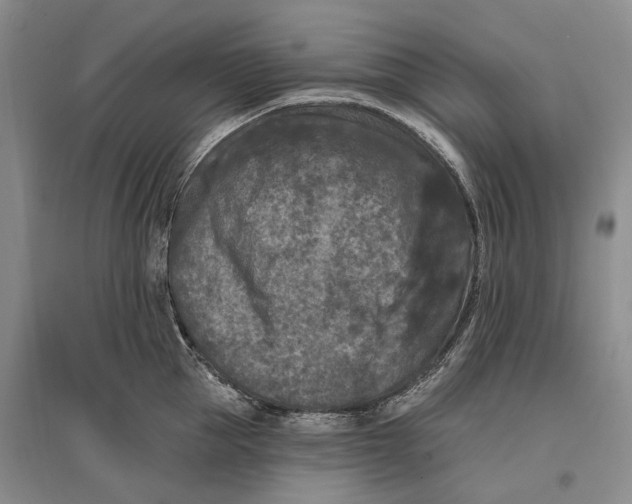 X0000096680953200802261513