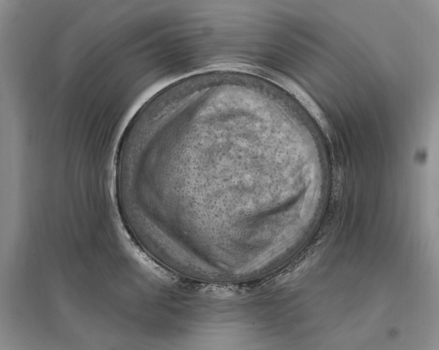 X0000096680955200802261513